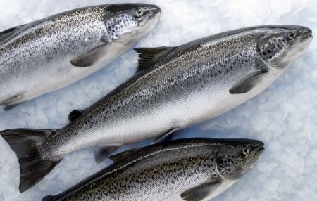 Росрыболовство: Оптовые цены на мороженую рыбу снизились. Многие этого не заметили 