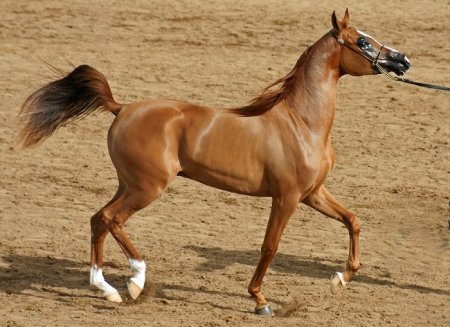На аукционе "Гордость Польши" продали элитных коней за 1,6 млн евро