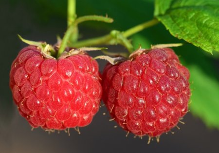 Минсельхоз: Урожай ягод в России в этом году будет высоким 