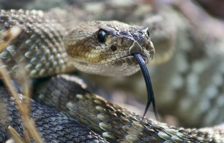 Яд змеи может уничтожать коронавирус. Ученые изучили вещество
